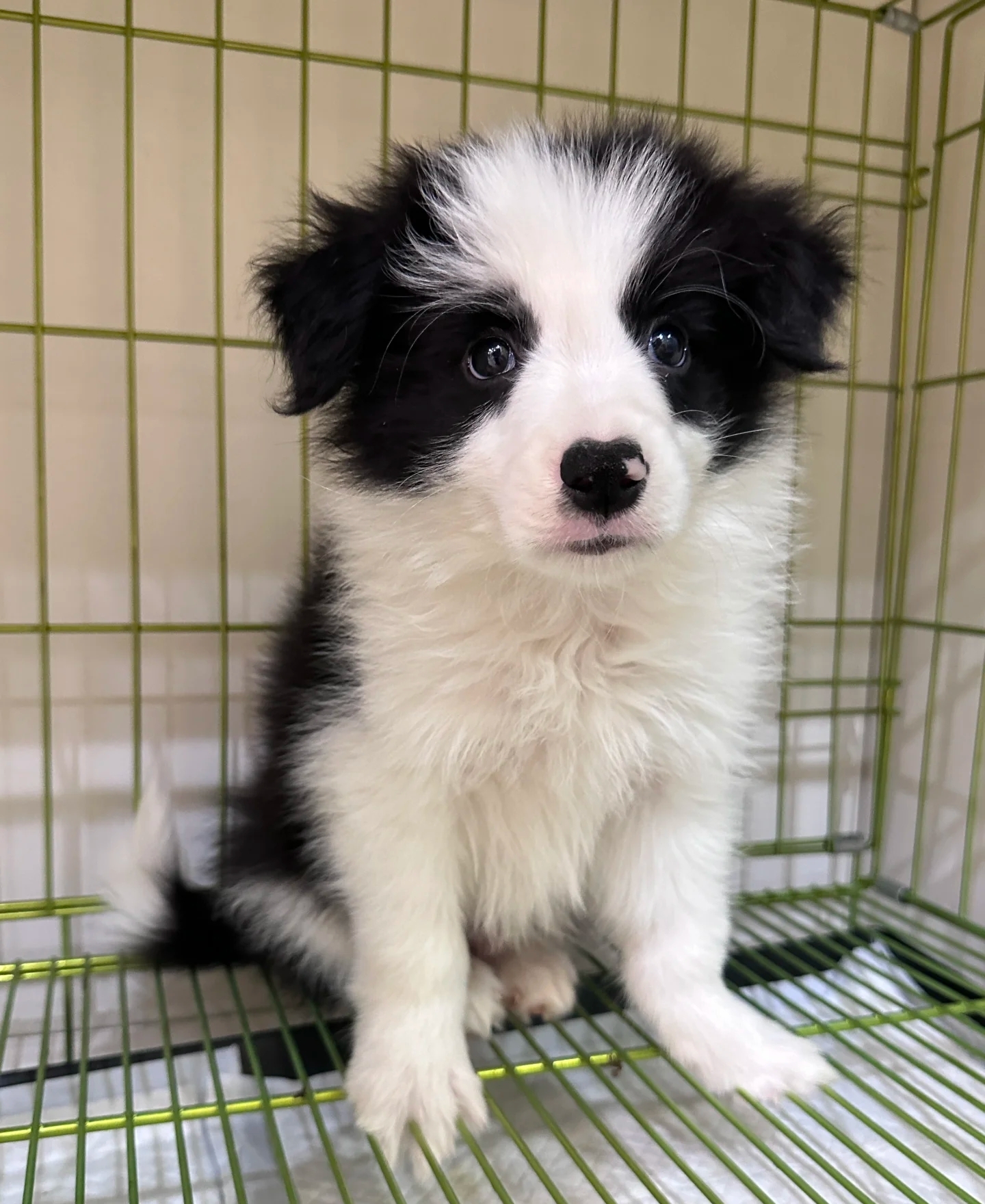 边境牧羊犬